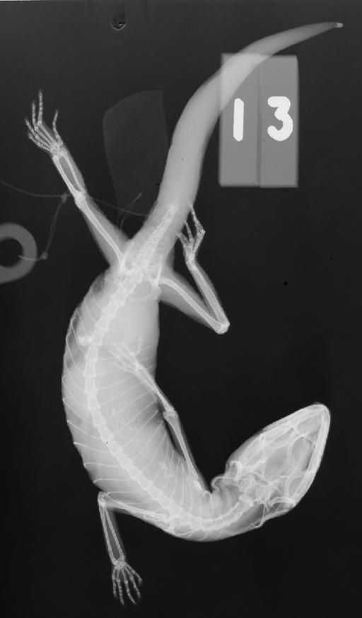 Coleonyx elegans Gray, 1845 - 13_1973 2513_2400ppp132.jpg