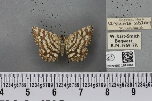 Chiasmia clathrata clathrata (Linnaeus, 1758) - BMNHE_1847066_423624