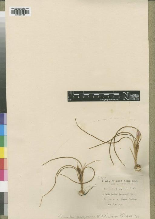 Romulea papyracea Wolley-Dod - BM000911899