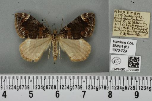 Dysstroma citrata citrata (Linnaeus, 1761) - BMNHE_1776589_353295