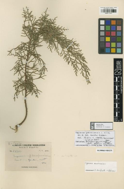 Cupressus pakistanensis Silba - BM001122053