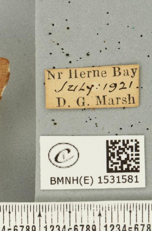 Malacosoma neustria (Linnaeus, 1758) - BMNHE_1531581_label_191355