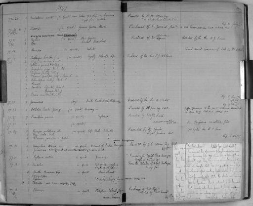 Paramicippa subsection Heterotremata section Eubrachyura H. Milne Edwards, 1834 - Zoology Accessions Register: Crustacea: 1876 - 1905: page 11