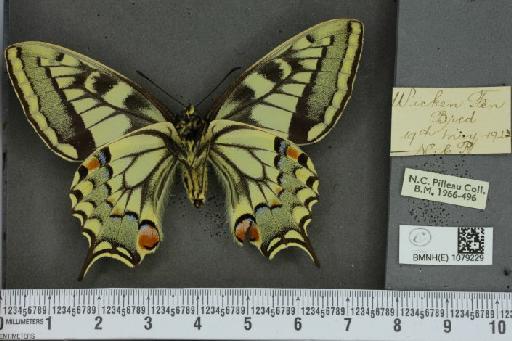 Papilio machaon britannicus Seitz, 1907 - BMNHE_1079229_64122