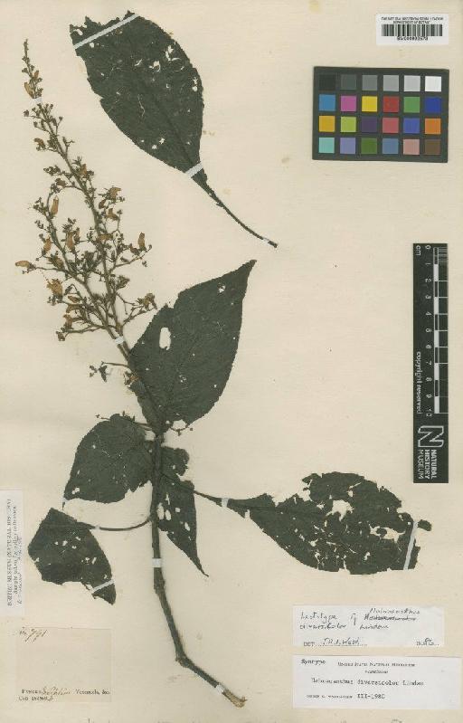 Habracanthus diversicolor Lindau - BM000992573