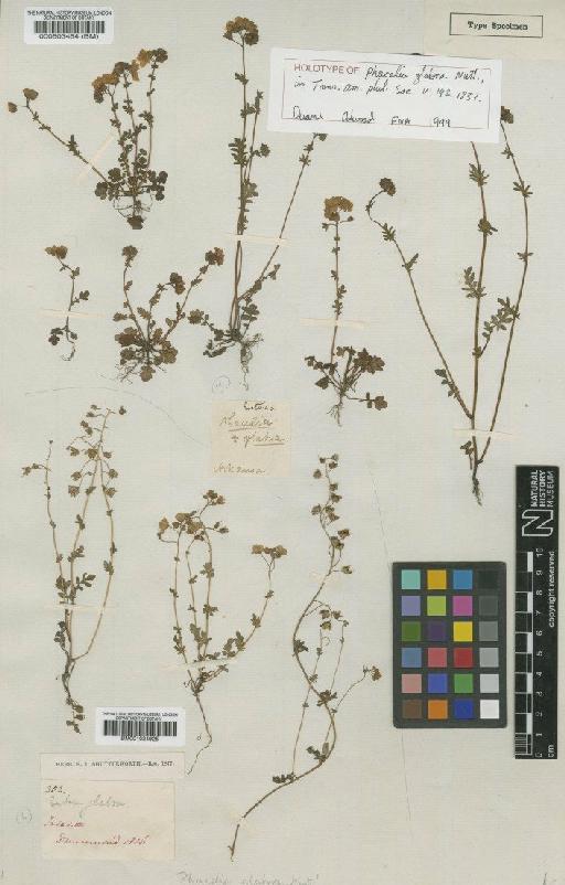 Phacelia glabra Nutt - BM001024925