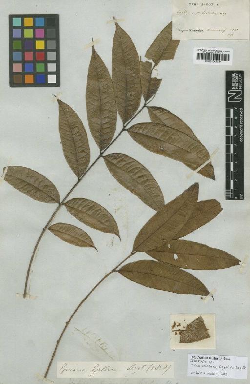 Talisia pilosula Sagot - BM001042333