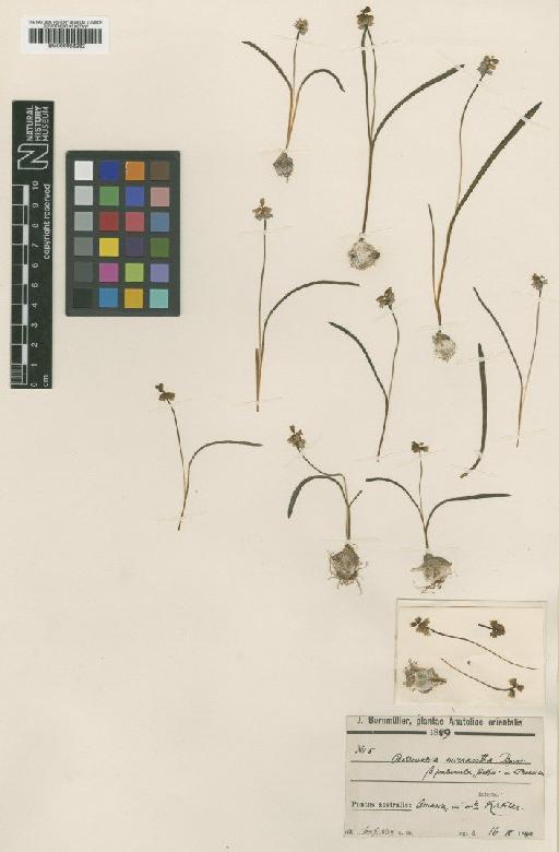 Hyacinthella micrantha (Boiss.) Chouard - BM000958282