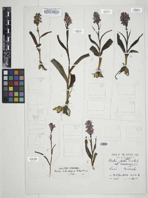 Dactylorhiza fuchsii subsp. hebridensis (Wilmott) Soó - 010766295