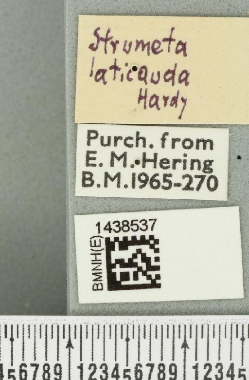 Bactrocera (Bactrocera) laticauda (Hardy, 1950) - BMNHE_1438537_a_label_32506