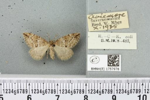 Thera juniperata scotica White, 1871 - BMNHE_1757978_339914