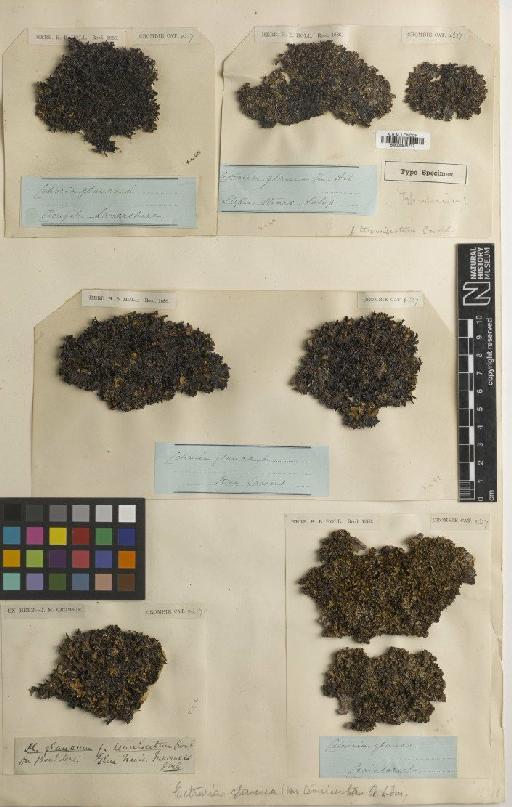 Platismatia glauca (L.) W.L.Culb. & C.F.Culb. - BM000975717