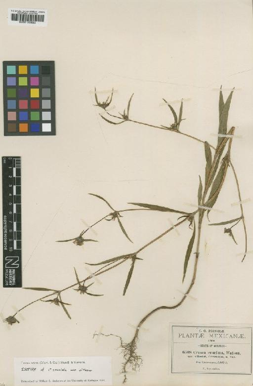 Crusea setosa (M.Martens & Galeotti) Standl. & Steyerm. - BM001009085