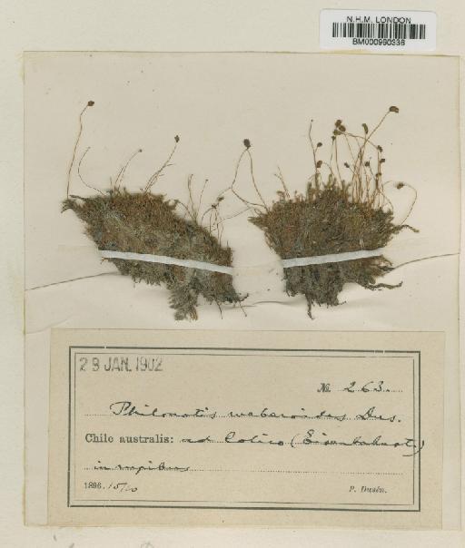 Philonotis glaucescens (Hornsch.) Broth. - BM000960336