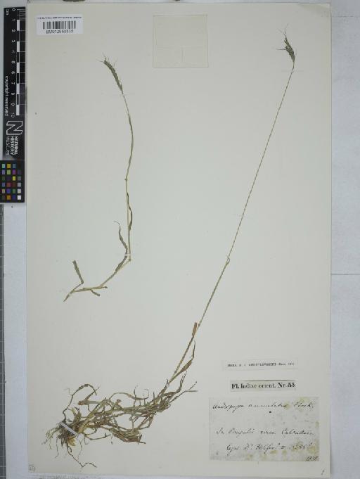 Dichanthium annulatum (Forssk.) Stapf - 012550835