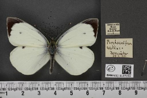 Pieris brassicae ab. nigronotata Jachontov, 1903 - BMNHE_1127150_84296