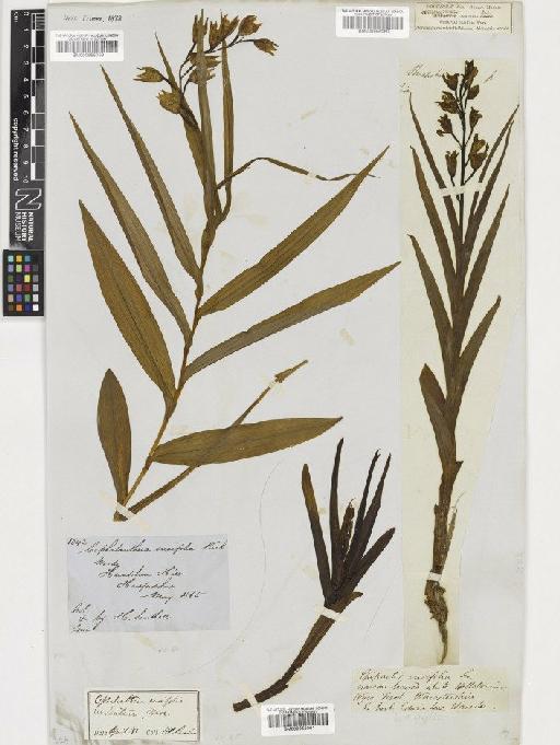 Cephalanthera longifolia (L.) Fritsch - BM000955060