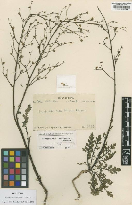 Scrophularia bheriensis Yamaz - BM000521625