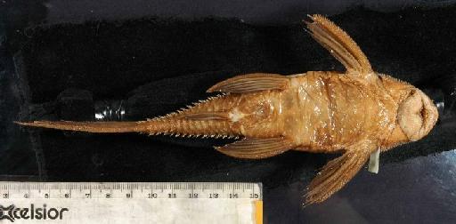 Pseudacanthicus fordii (Günther, 1868) - 1866.8.14.148-52c; Chaetostomus fordii; ventral view; ACSI Project image