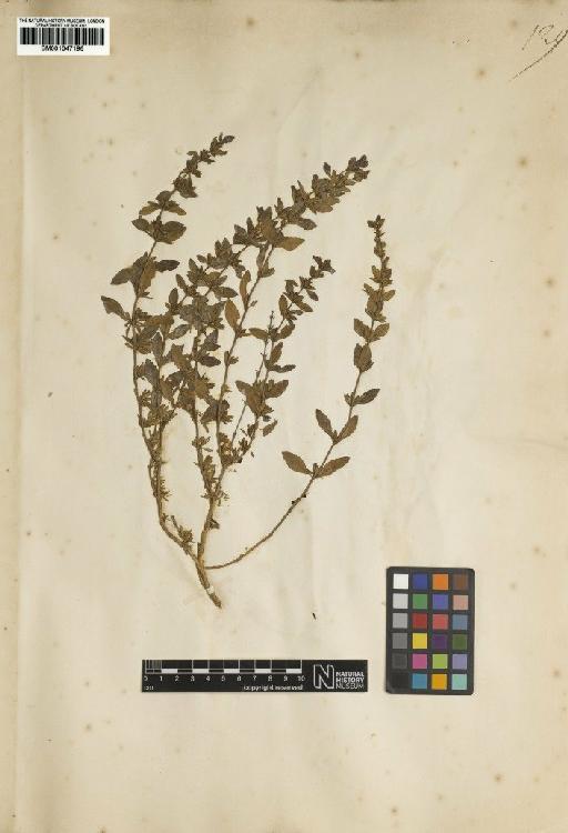 Dyschoriste oblongifolia (Michx.) Kuntze - BM001047196