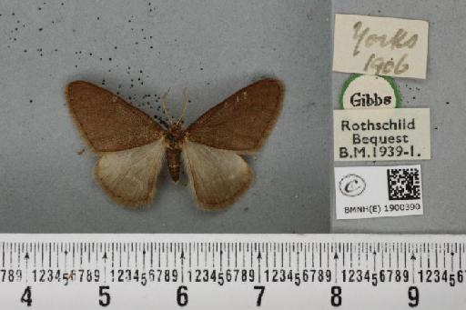 Agriopis marginaria ab. fuscata Harrison, 1884 - BMNHE_1900390_465031