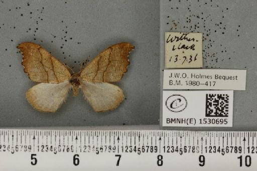 Falcaria lacertinaria (Linnaeus, 1758) - BMNHE_1530695_187053