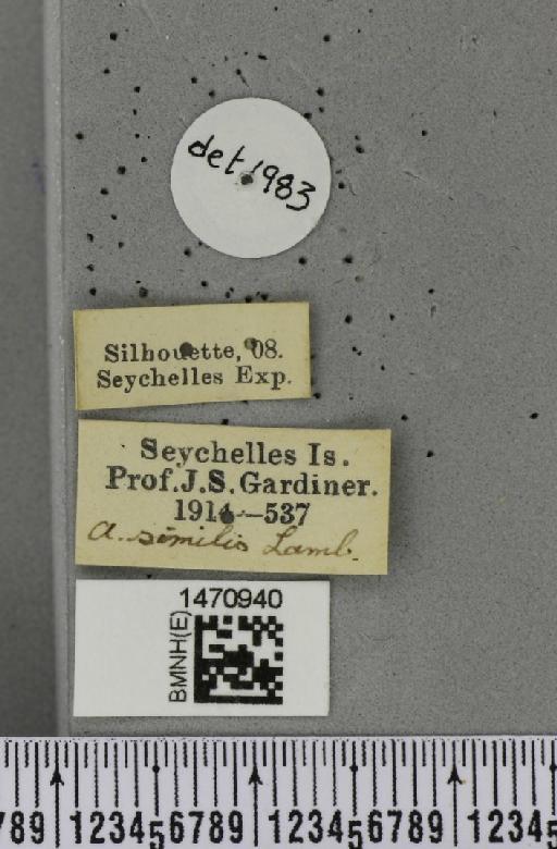 Melanagromyza similis Lamb, 1912 - BMNHE_1470940_a_label_45667