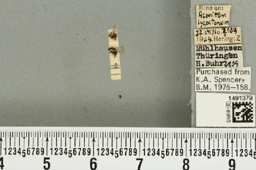 Phytomyza aconitophila Hendel, 1927 - BMNHE_1491379_53003