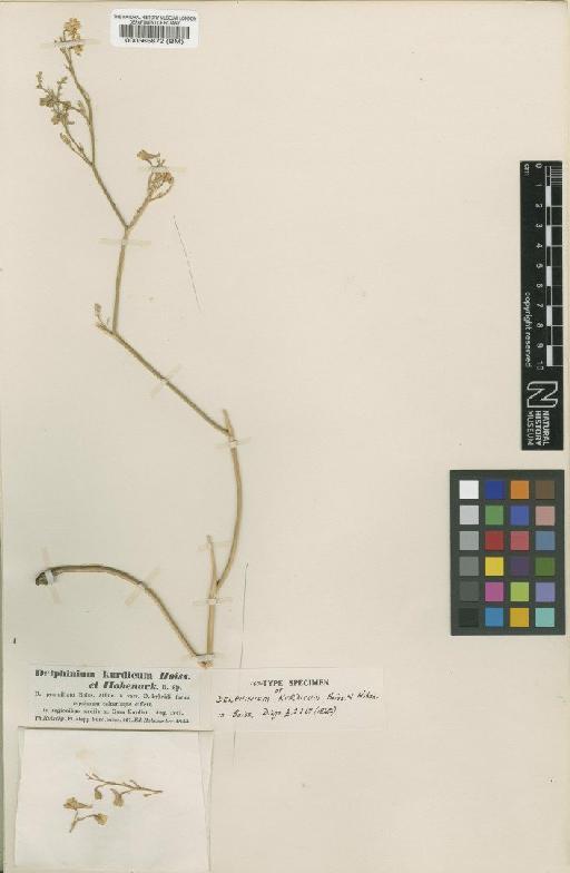 Delphinium kurdicum Boiss. & Hohen. - BM000565672