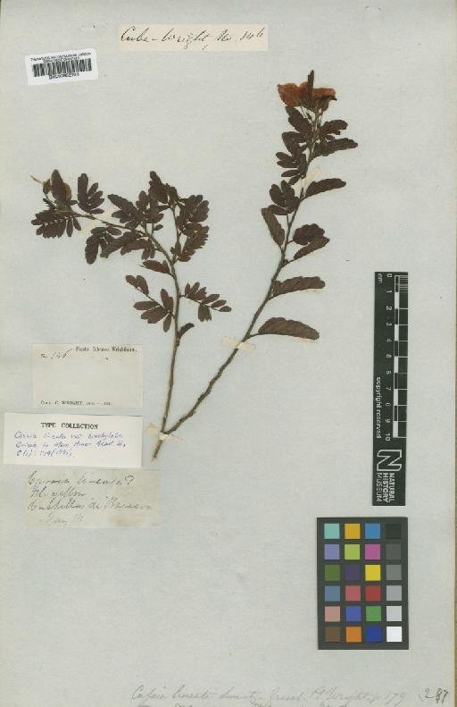 Chamaecrista lineata var. brachyloba (Griseb.) H.S.Irwin & Barneby - BM000952103