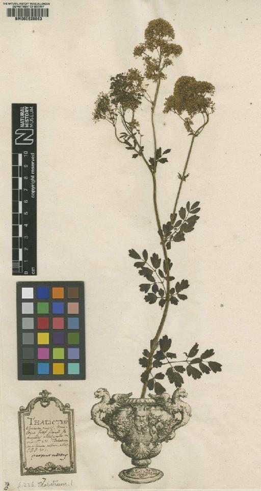 Thalictrum aquilegiifolium L. - BM000628863
