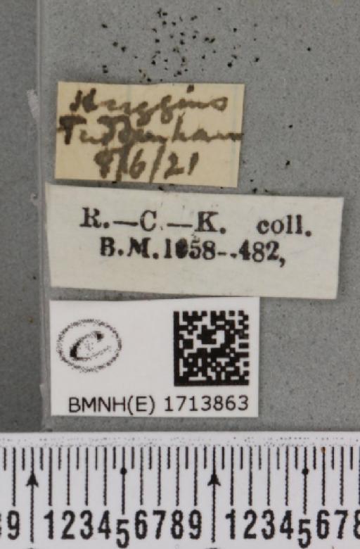 Scopula rubiginata (Hufnagel, 1767) - BMNHE_1713863_label_268528