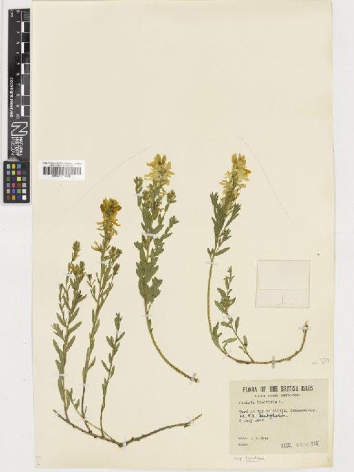 Genista tinctoria L. subsp. tinctoria - BM001036621