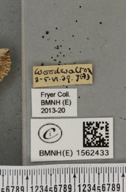 Pterostoma palpina palpina (Clerck, 1759) - BMNHE_1562433_label_282707