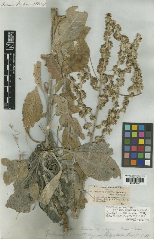 Verbascum chlorostegium Murbeck - BM000796467
