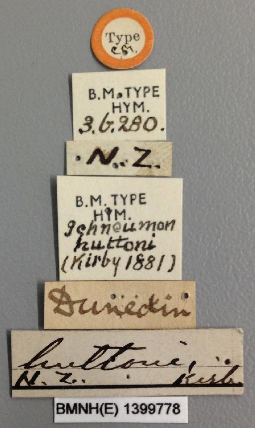 Ichneumon huttonii Kirby, 1881 - Ichneumon_huttonii_holotype_labels