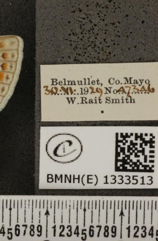 Polyommatus icarus mariscolore (Kane, 1893) - BMNHE_1333513_label_139958