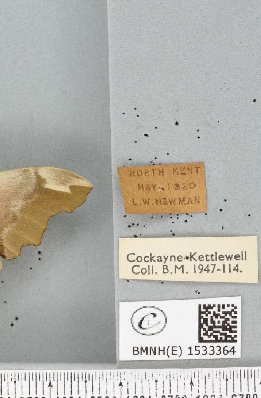 Mimas tiliae (Linnaeus, 1758) - BMNHE_1533364_label_204070