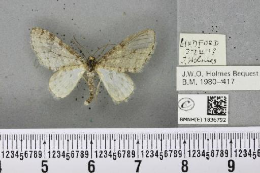 Trichopteryx carpinata (Borkhausen, 1794) - BMNHE_1836792_409552