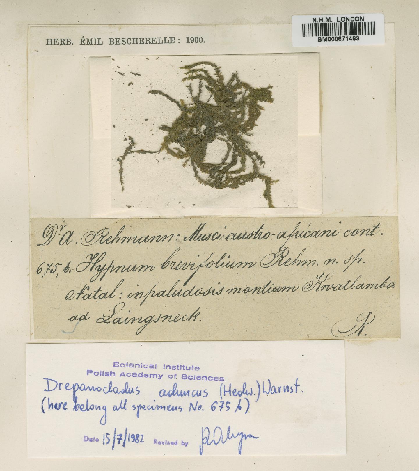 To NHMUK collection (Drepanocladus aduncus (Hedw.) Warnst.; Original material; NHMUK:ecatalogue:4522619)