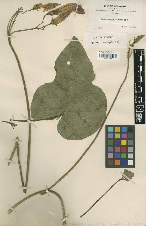 Ipomoea magnifolia Rusby - BM001125196