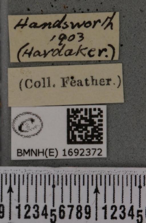 Nola cucullatella (Linnaeus, 1758) - BMNHE_1692372_label_291918