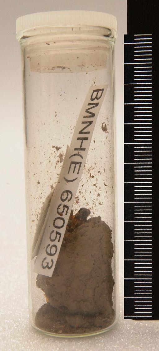 Sceliphron (Sceliphron) madraspatanum (Fabricius, 1781) - Hymenoptera Nest BMNH(E) 650593