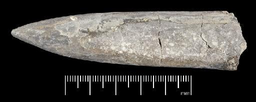 Acrocoelites (Odontobelus) levidensis (Simpson) - PI CC  929 - belemnite