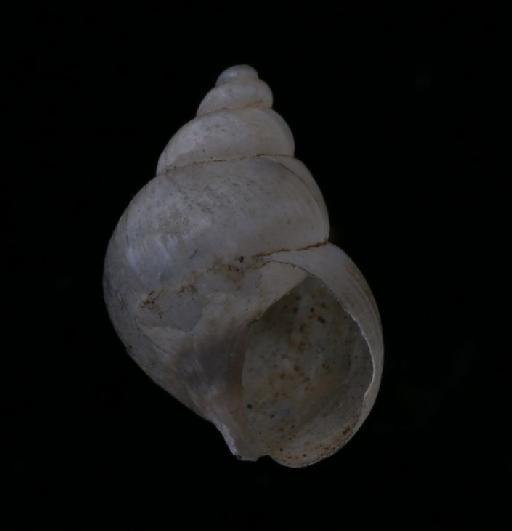 Bulimus hyaloideus Pfeiffer, 1854 - 1975413, PARALECTOTYPE, Bulimus hyaloideus Pfeiffer, 1854