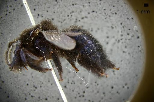 Xylocopa formosa Smith, F., 1874 - Xylocopa formosa type BMNH(E)970856 habitus lateral