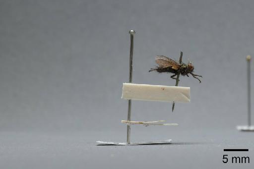 Sarcophaga (Myorhina) nigriventris Meigen, 1826 - 015091842_lateral
