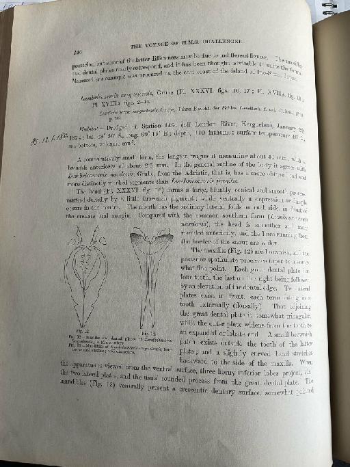 Nereis antillensis McIntosh, 1885 - Challenger Polychaete Scans of Book 141