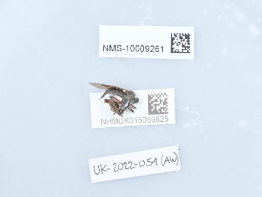 Empis (Platyptera) borealis Linnaeus, 1758 - 015059825_1