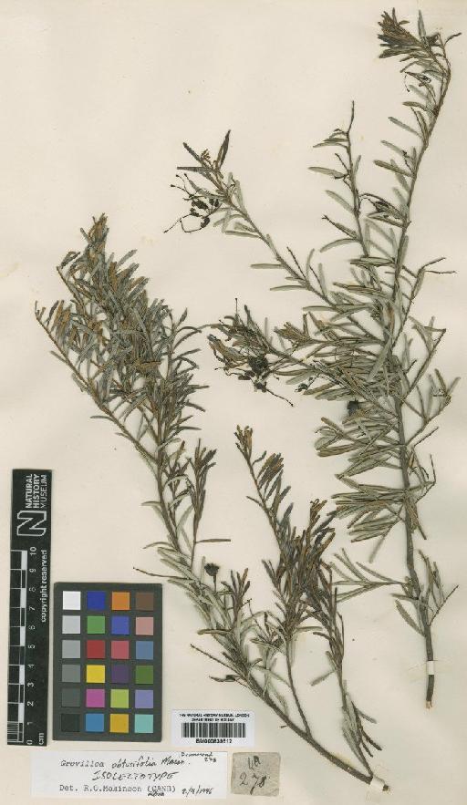 Grevillea obtusifolia Meisn. - BM000839512
